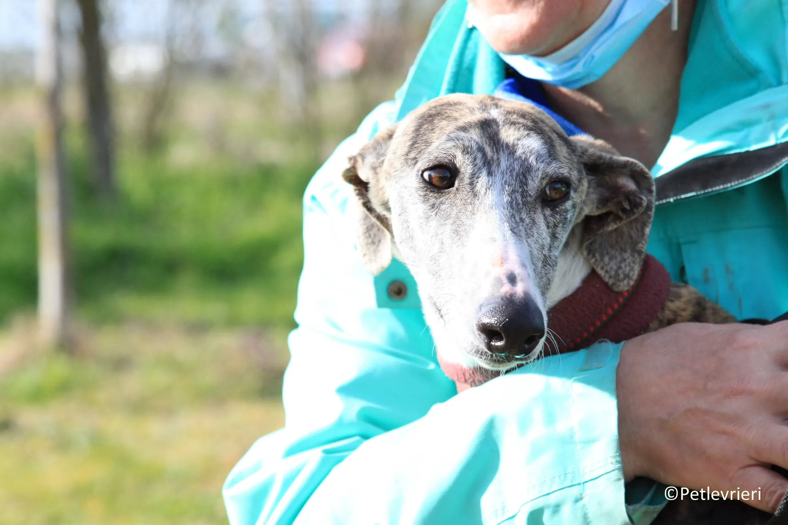 Medea adozione levrieri galgo 06