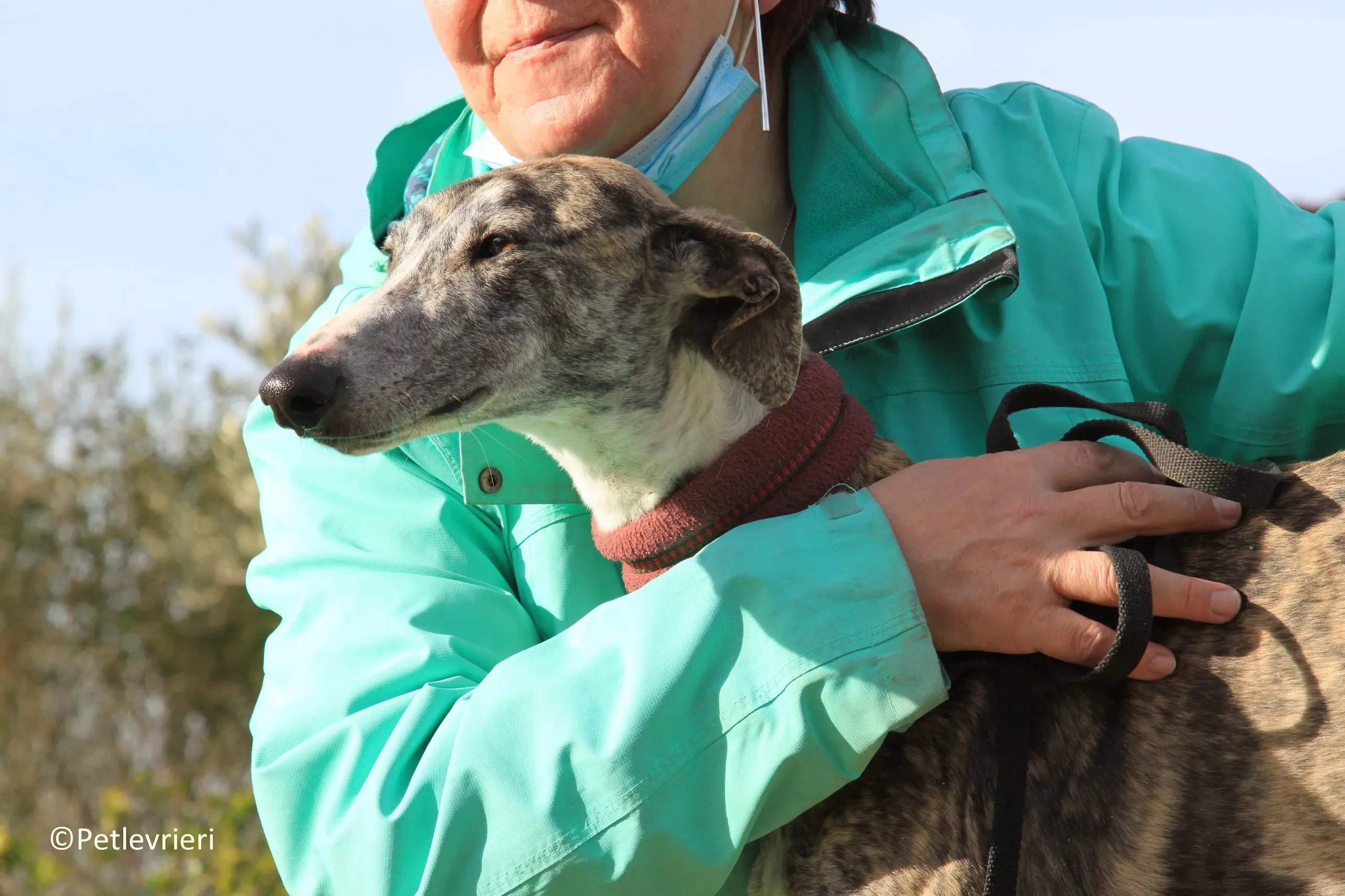 Medea adozione levrieri galgo 07