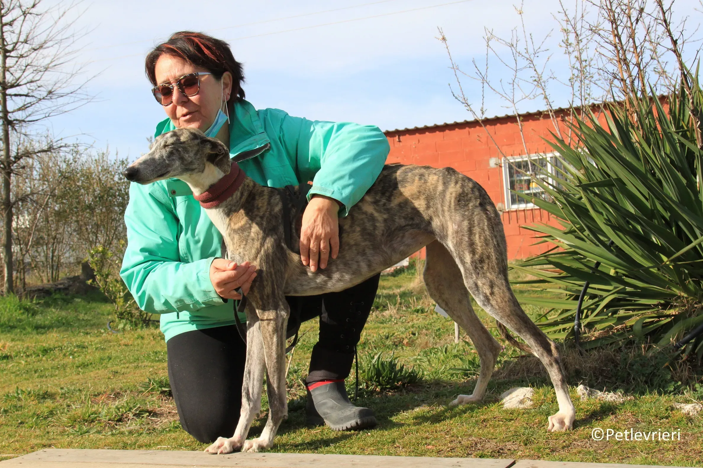 Medea adozione levrieri galgo 08