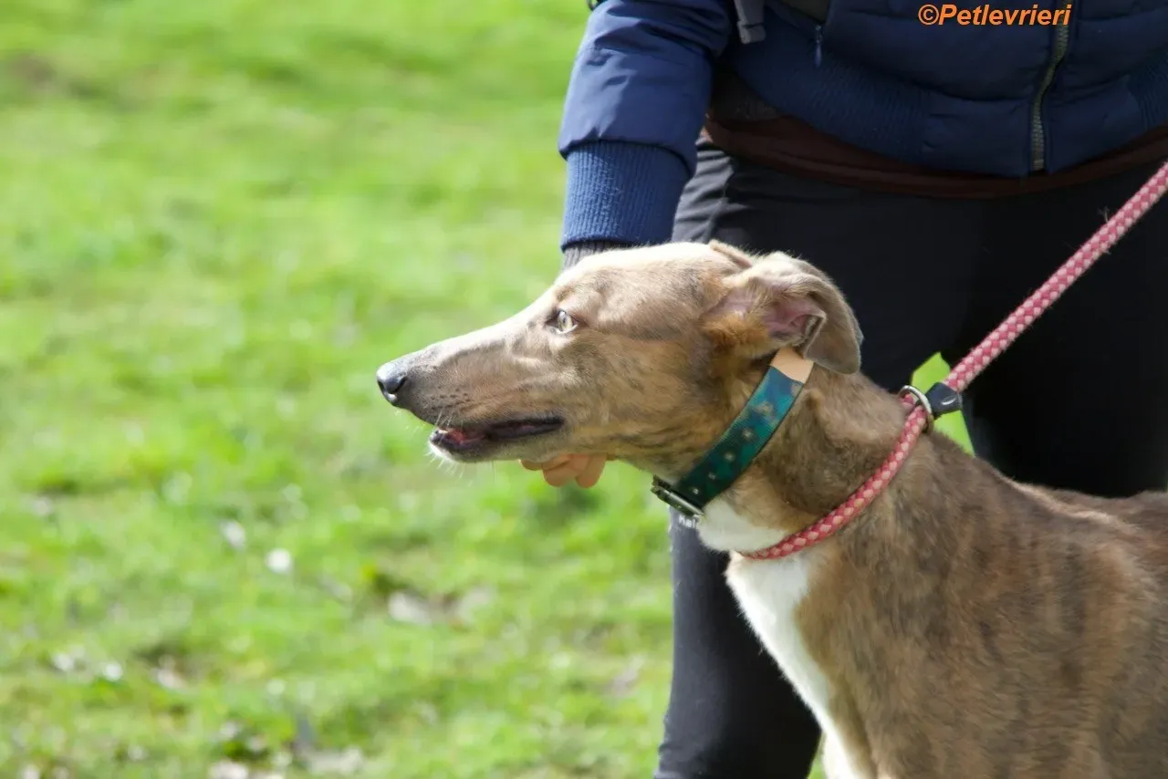 Meena adozione levrieri greyhound 10