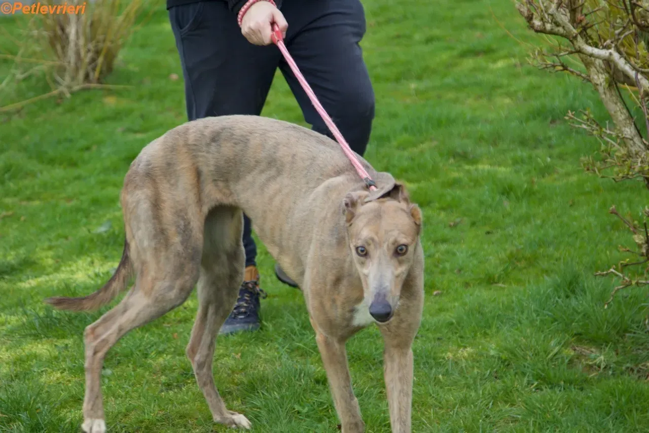 Meena adozione levrieri greyhound 11