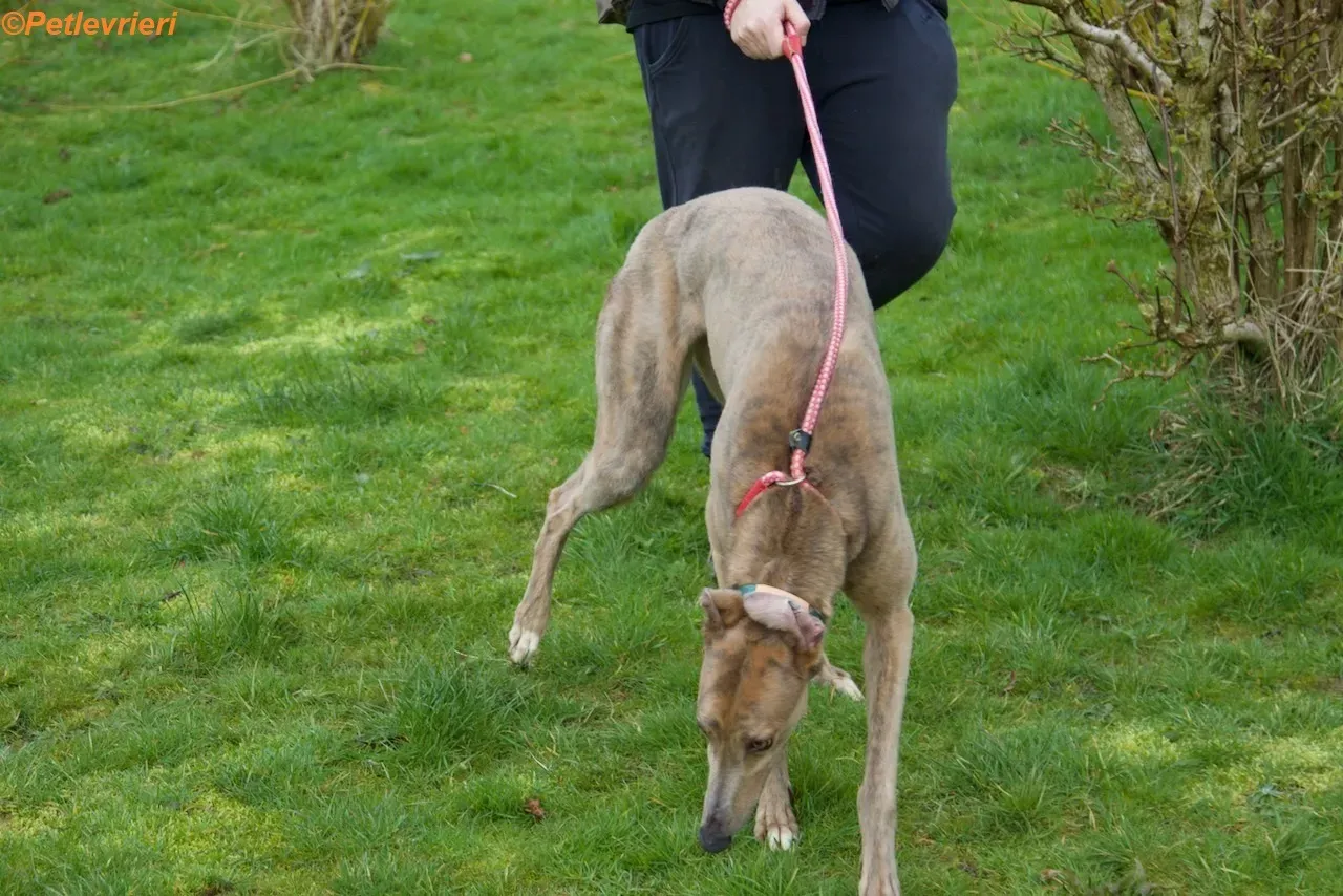 Meena adozione levrieri greyhound 12