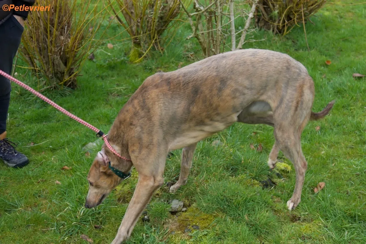 Meena adozione levrieri greyhound 13