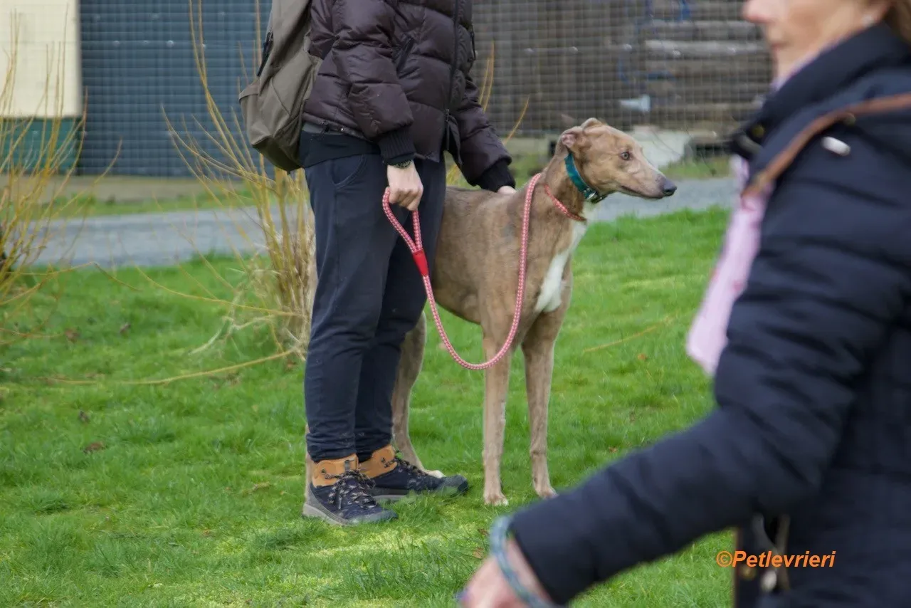 Meena adozione levrieri greyhound 14