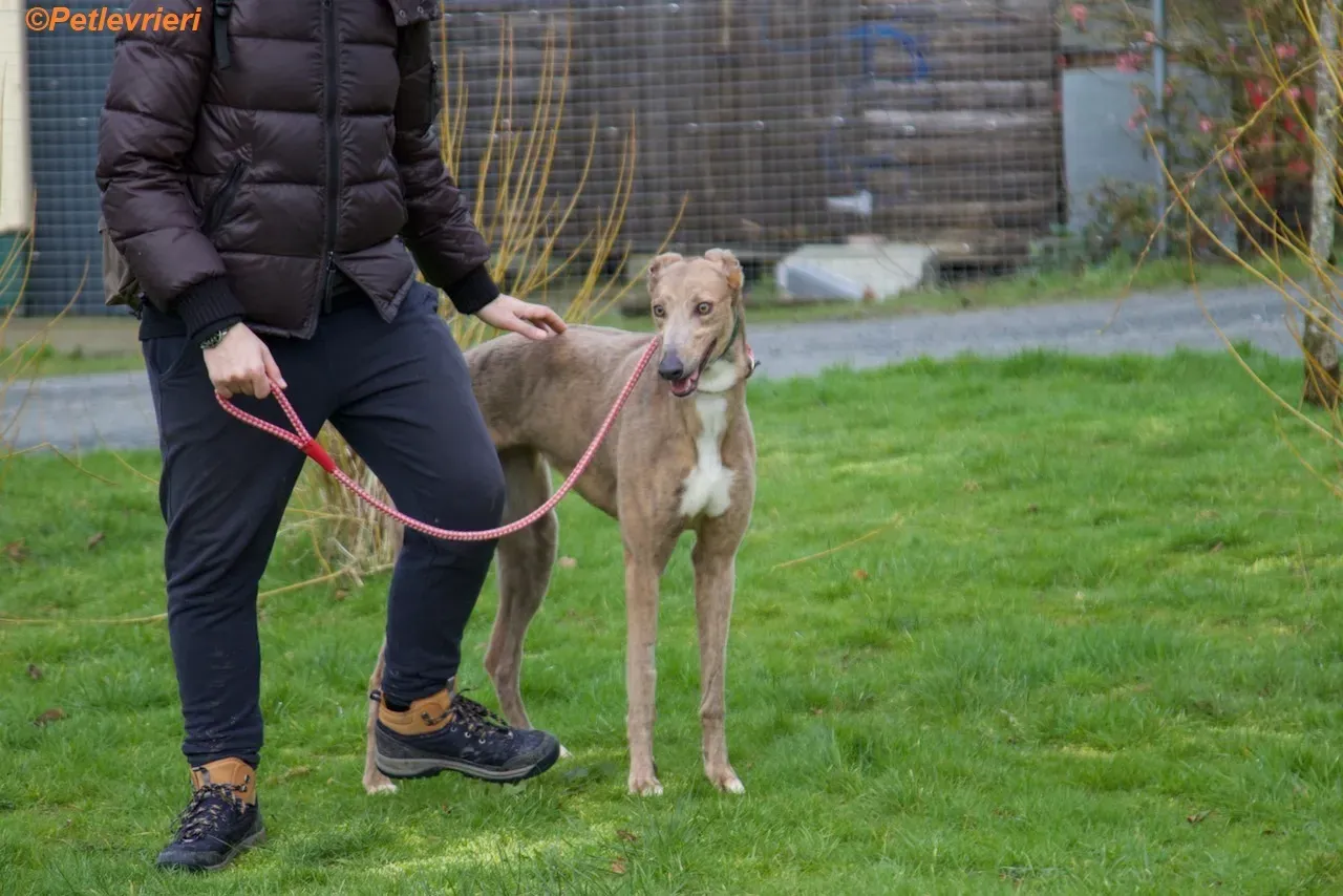 Meena adozione levrieri greyhound 15