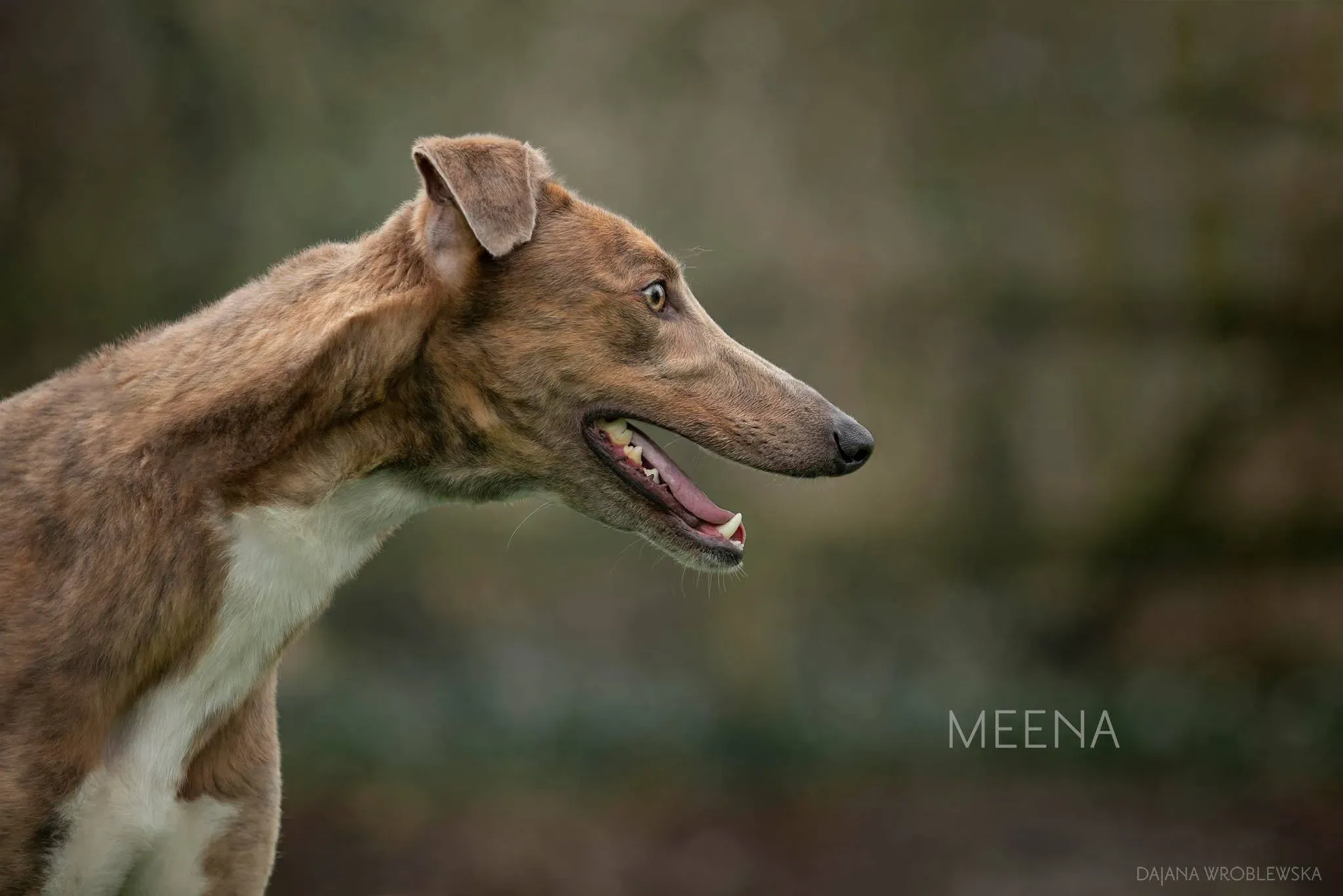 Meena adozione levrieri greyhound 2