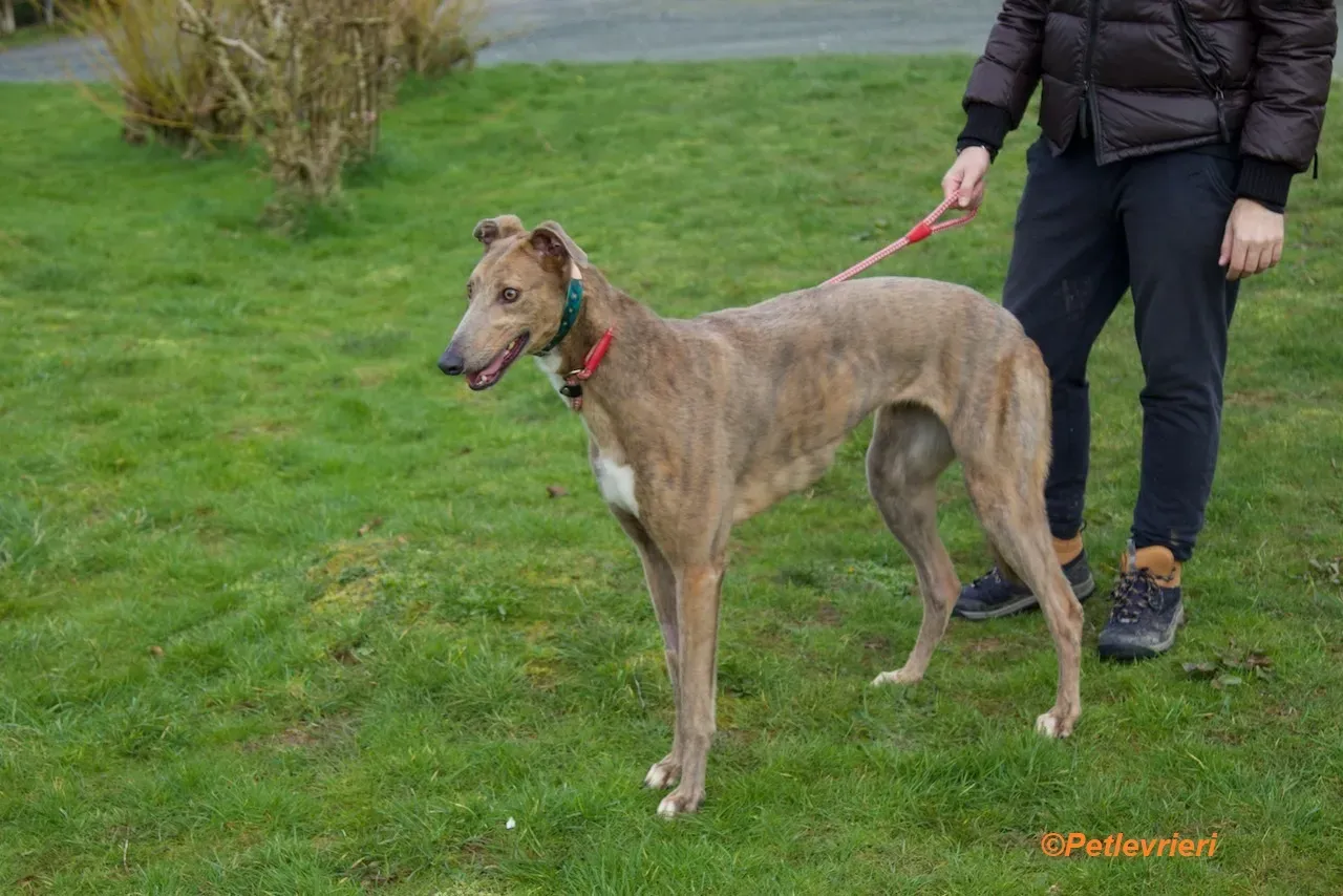 Meena adozione levrieri greyhound 4