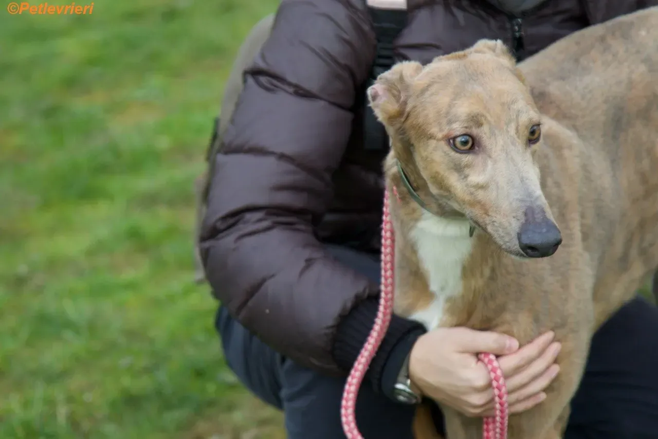 Meena adozione levrieri greyhound 5