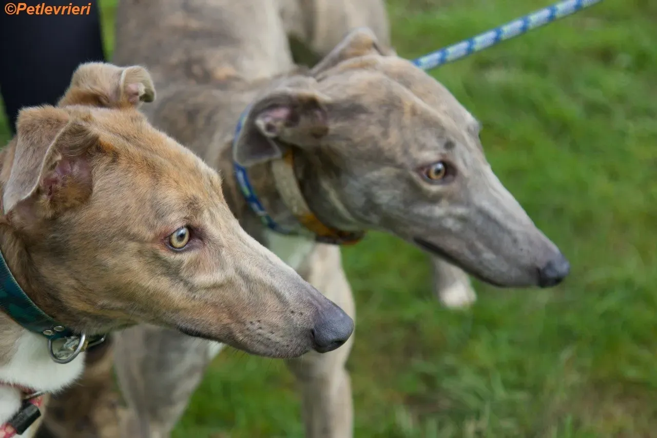 Meena adozione levrieri greyhound 6