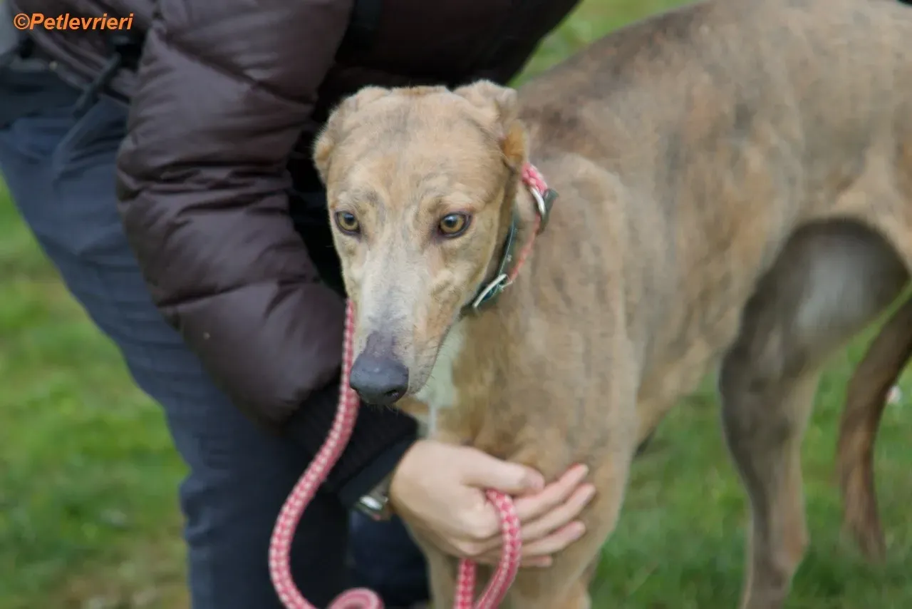 Meena adozione levrieri greyhound 7