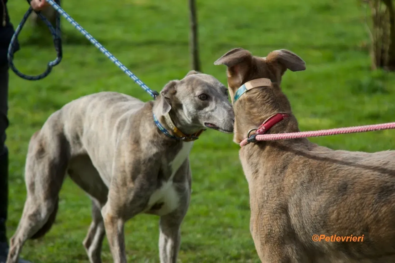 Meena adozione levrieri greyhound 8