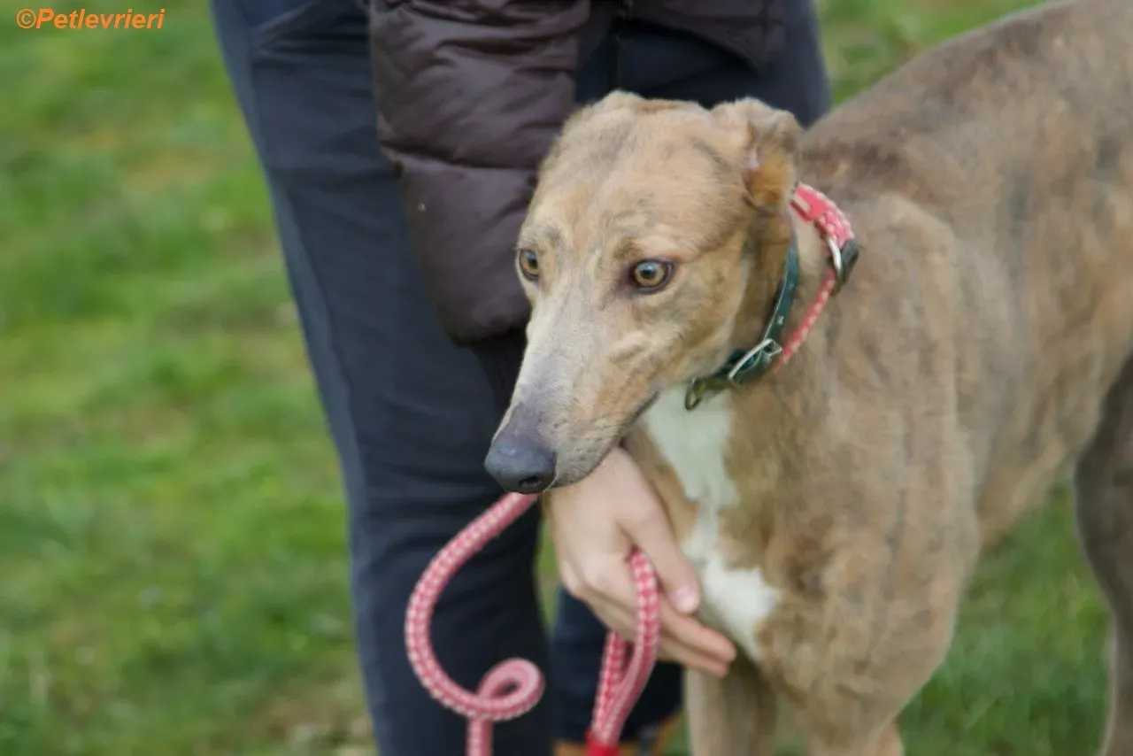 Meena adozione levrieri greyhound 9