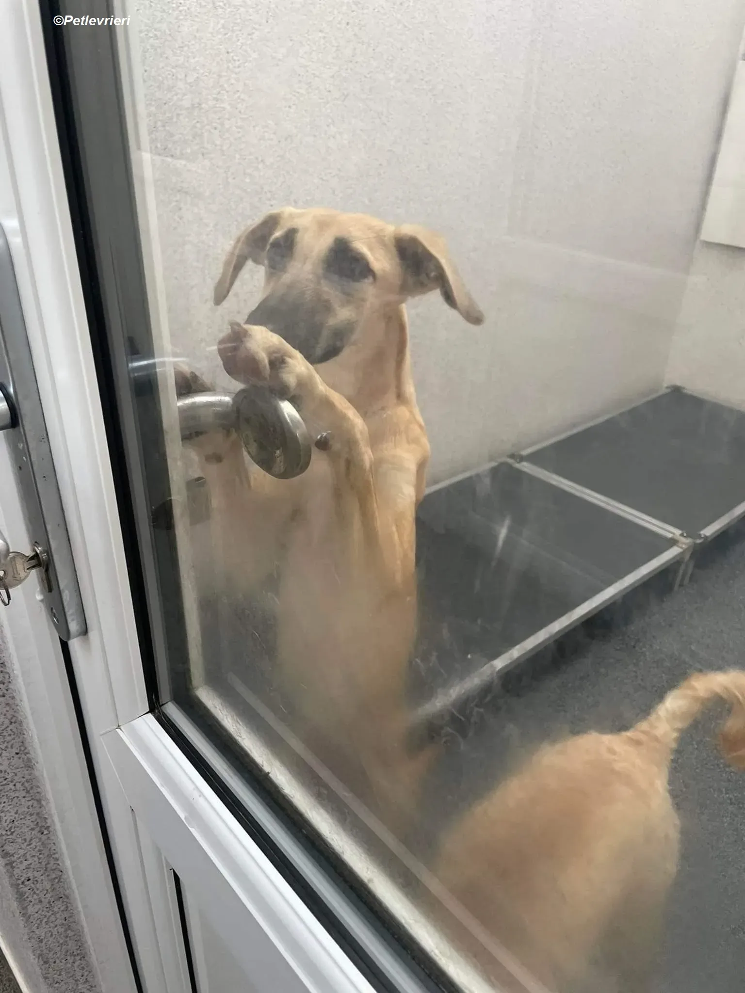 Melanie adozione levrieri greyhound 1