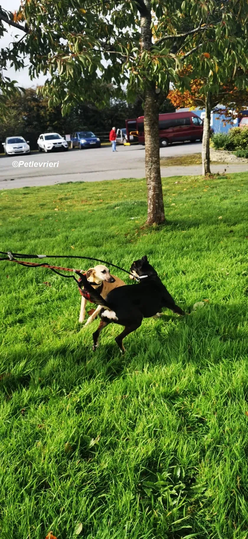 Melanie adozione levrieri greyhound 10