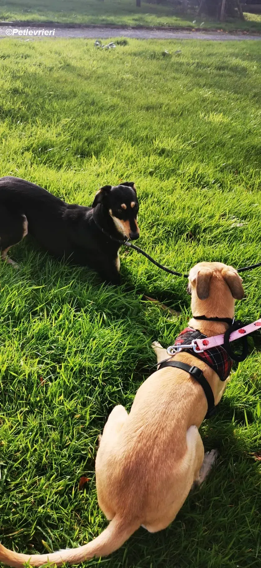 Melanie adozione levrieri greyhound 11