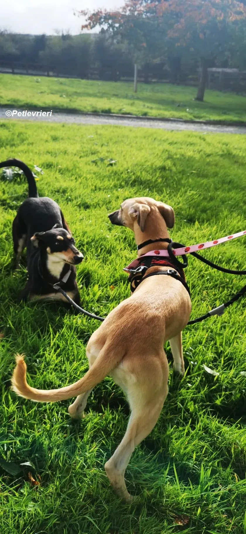 Melanie adozione levrieri greyhound 12