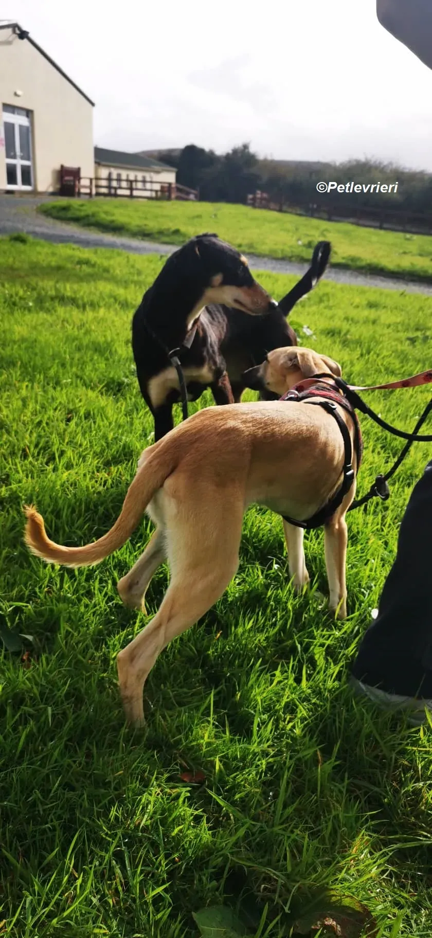 Melanie adozione levrieri greyhound 13