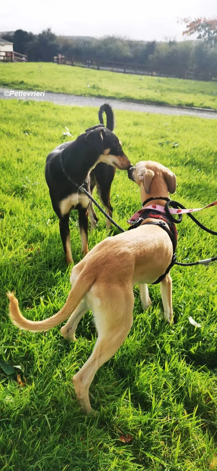 Melanie adozione levrieri greyhound 14