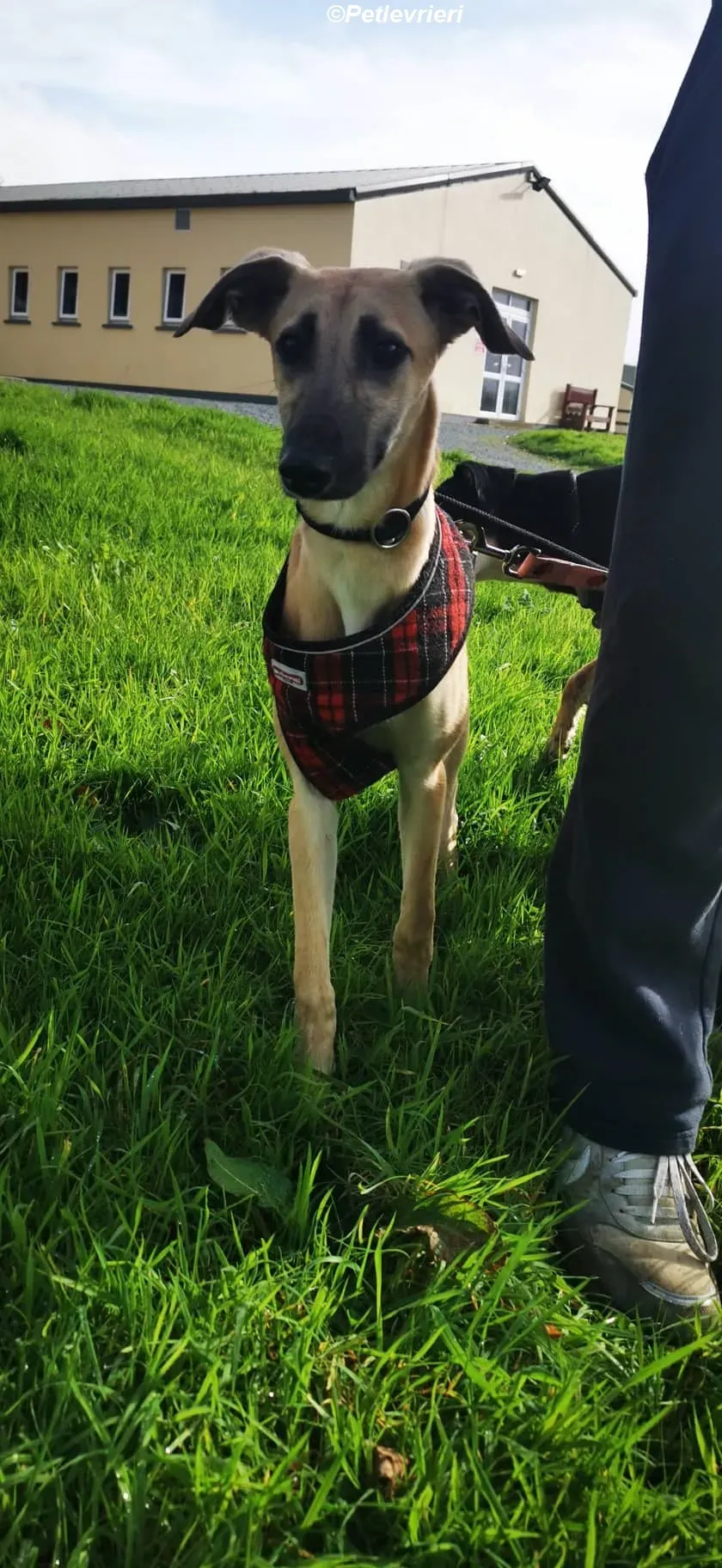 Melanie adozione levrieri greyhound 15