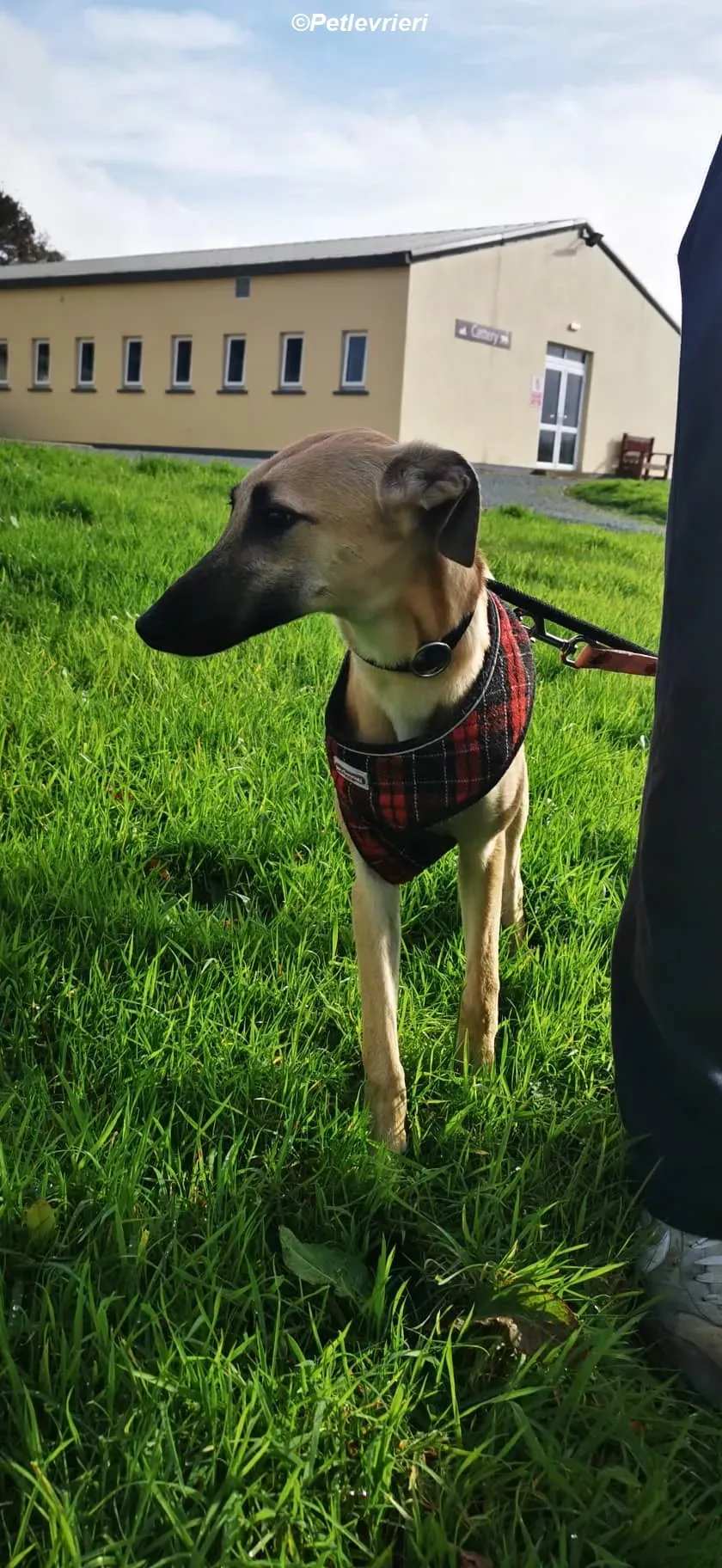 Melanie adozione levrieri greyhound 16