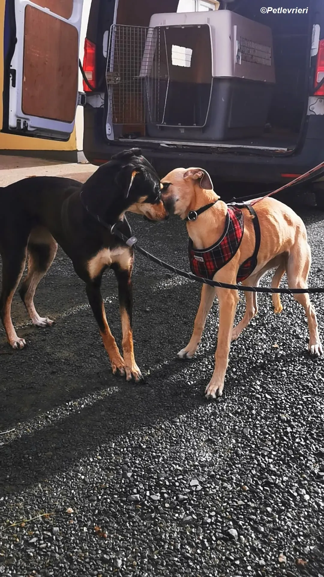 Melanie adozione levrieri greyhound 17