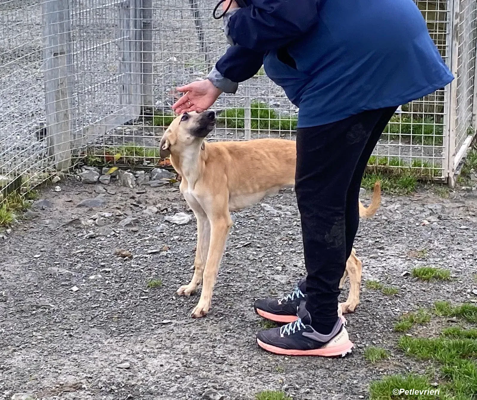 Melanie adozione levrieri greyhound 18