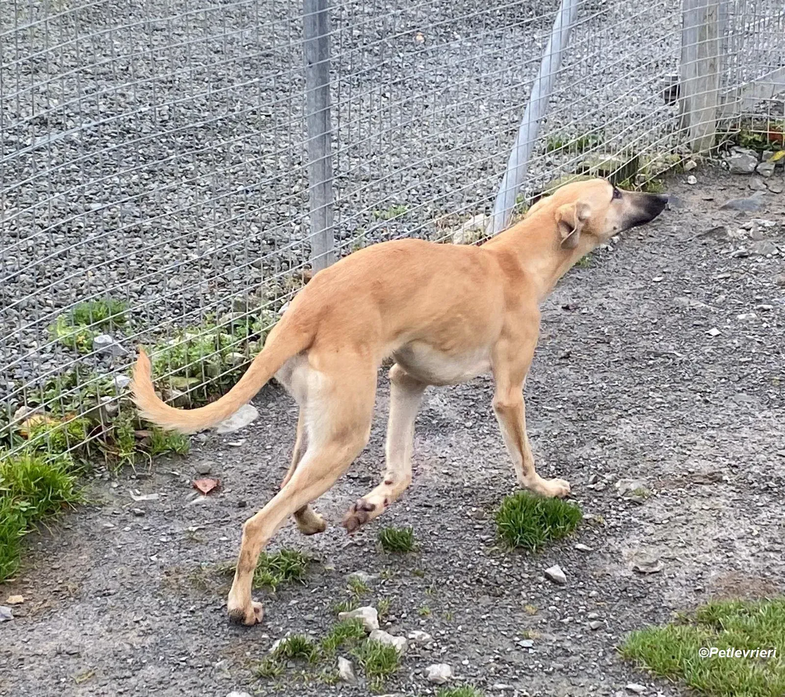 Melanie adozione levrieri greyhound 19