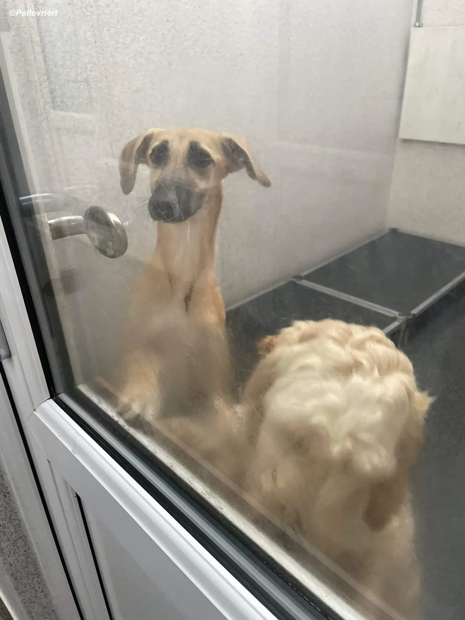 Melanie adozione levrieri greyhound 2