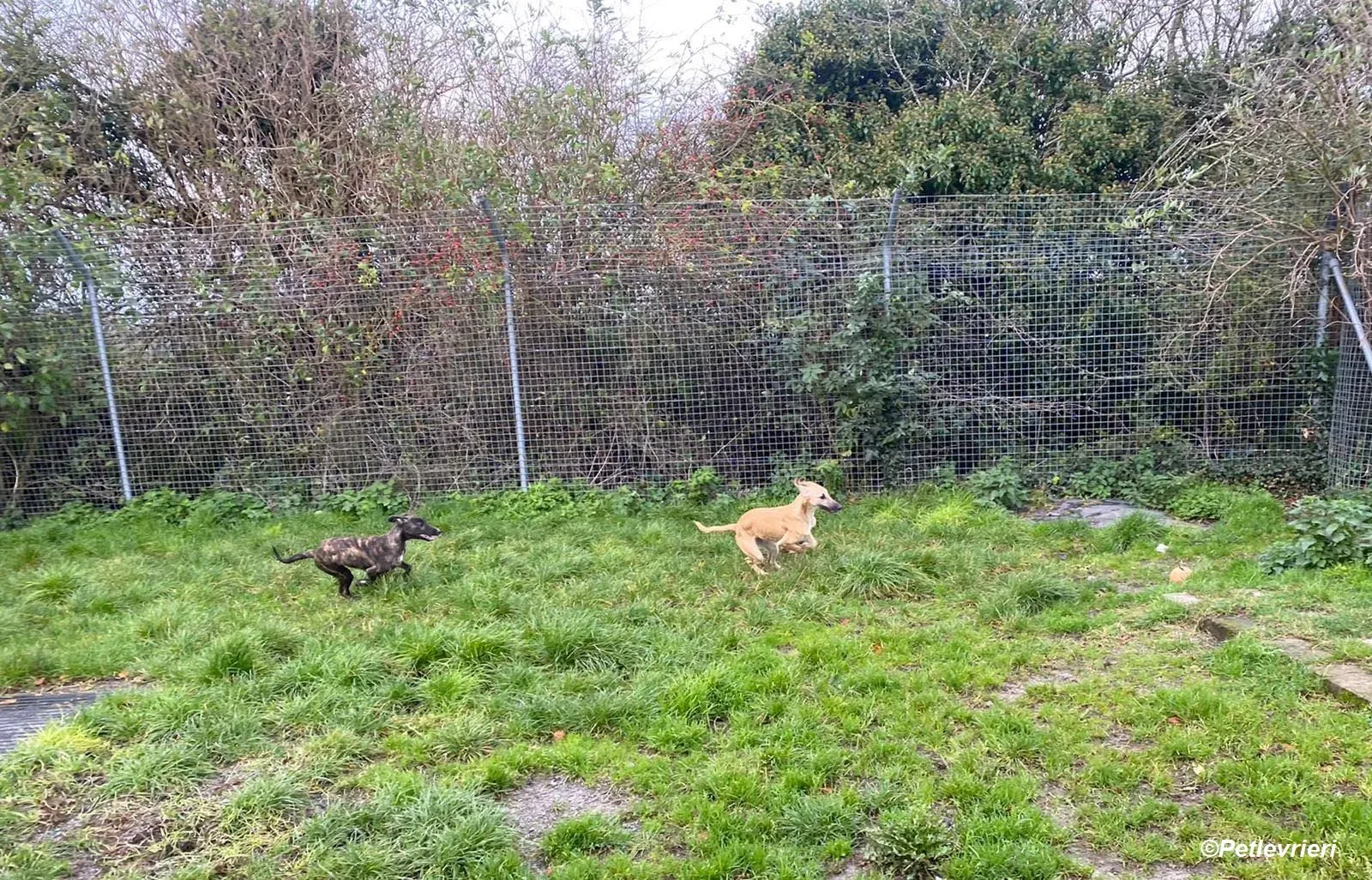 Melanie adozione levrieri greyhound 20