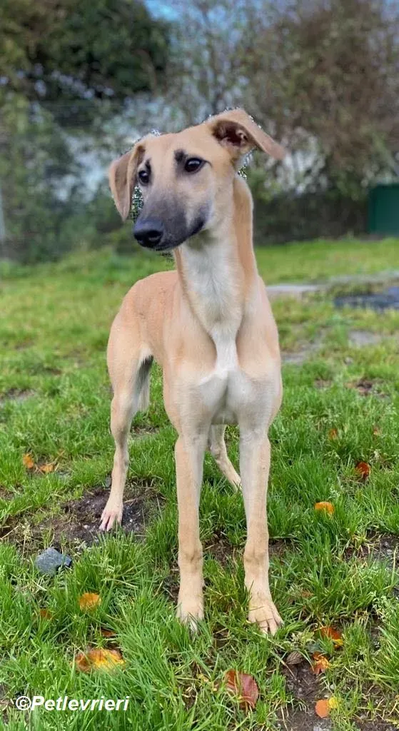Melanie adozione levrieri greyhound 21