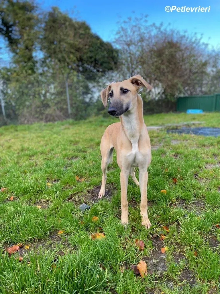 Melanie adozione levrieri greyhound 22