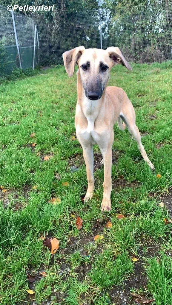 Melanie adozione levrieri greyhound 23
