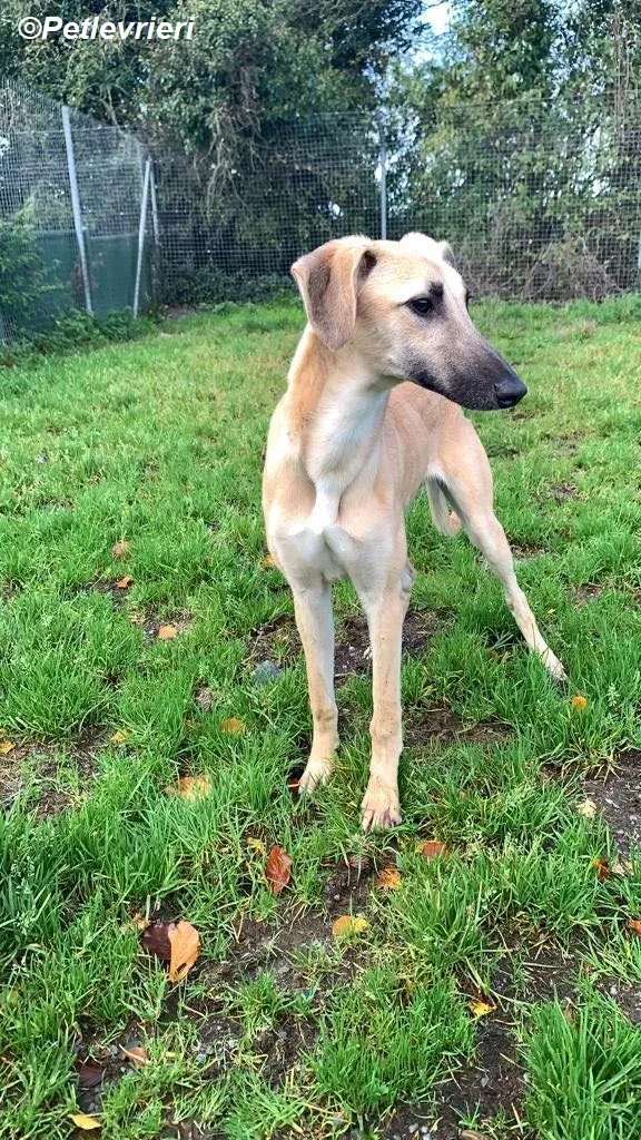 Melanie adozione levrieri greyhound 24