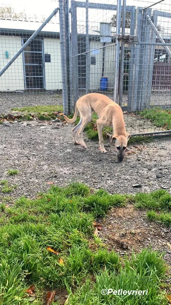 Melanie adozione levrieri greyhound 25