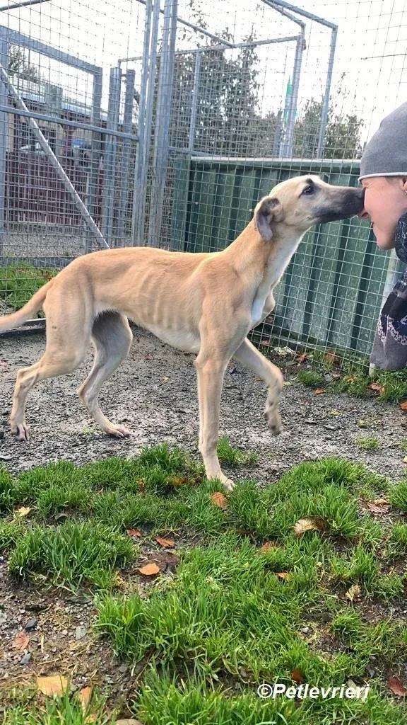 Melanie adozione levrieri greyhound 26