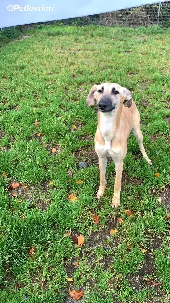 Melanie adozione levrieri greyhound 27