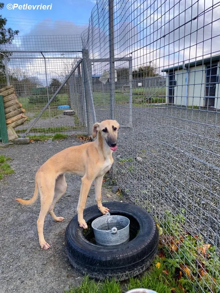 Melanie adozione levrieri greyhound 28