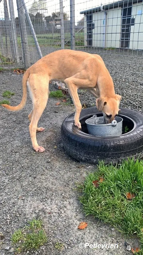 Melanie adozione levrieri greyhound 29