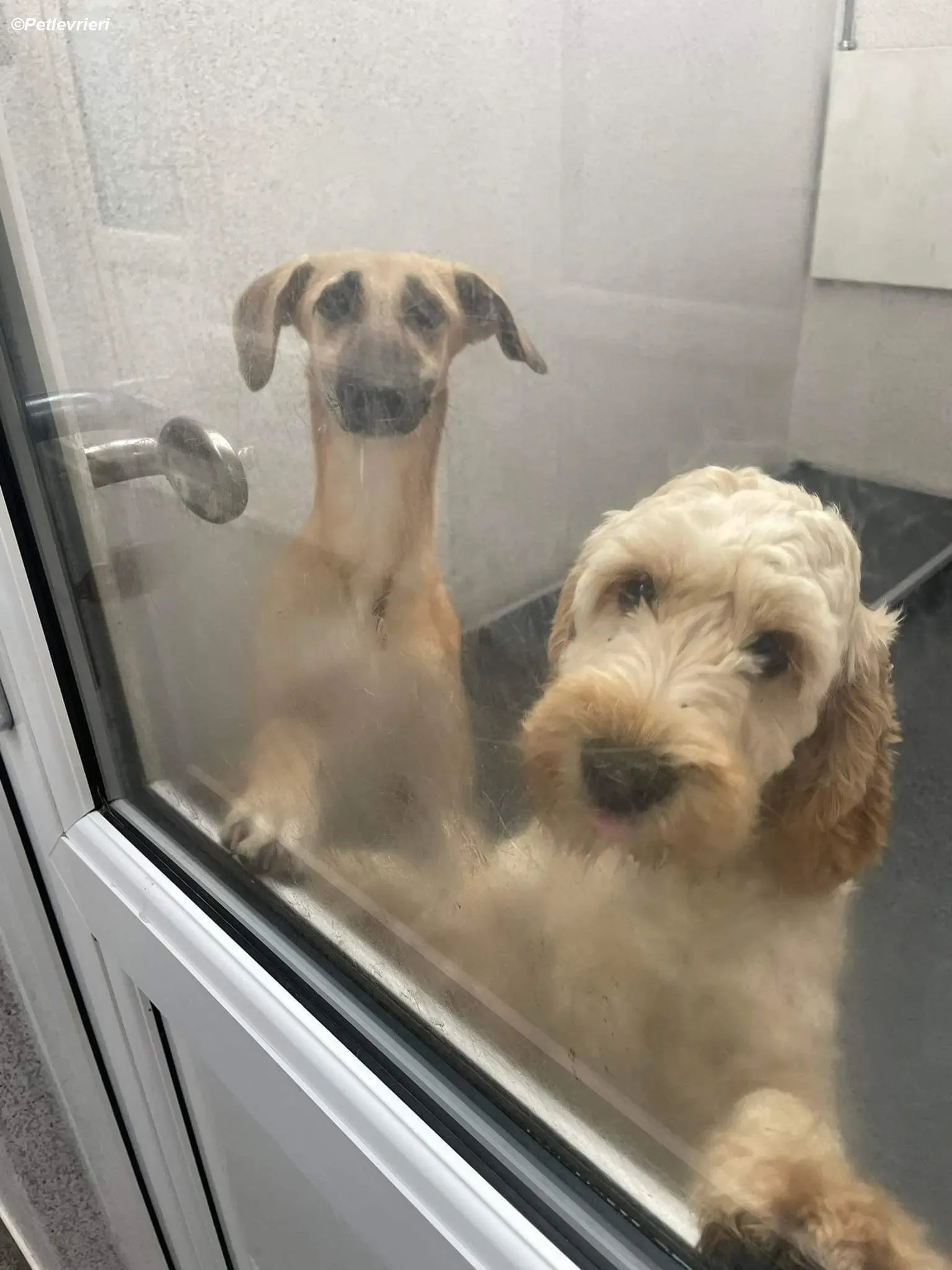 Melanie adozione levrieri greyhound 3