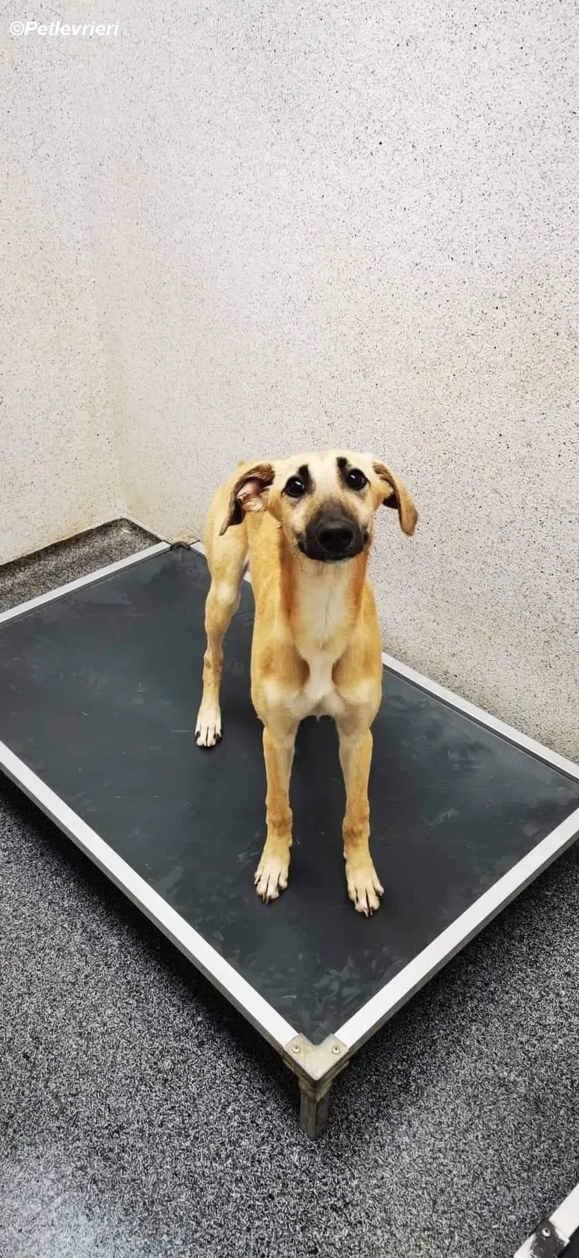 Melanie adozione levrieri greyhound 4