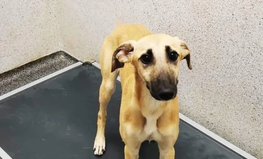 Melanie adozione levrieri greyhound 5 e1666270025108