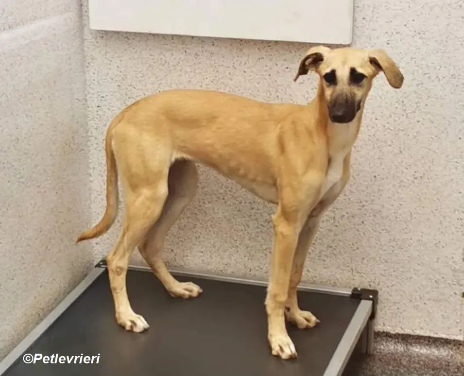 Melanie adozione levrieri greyhound 6