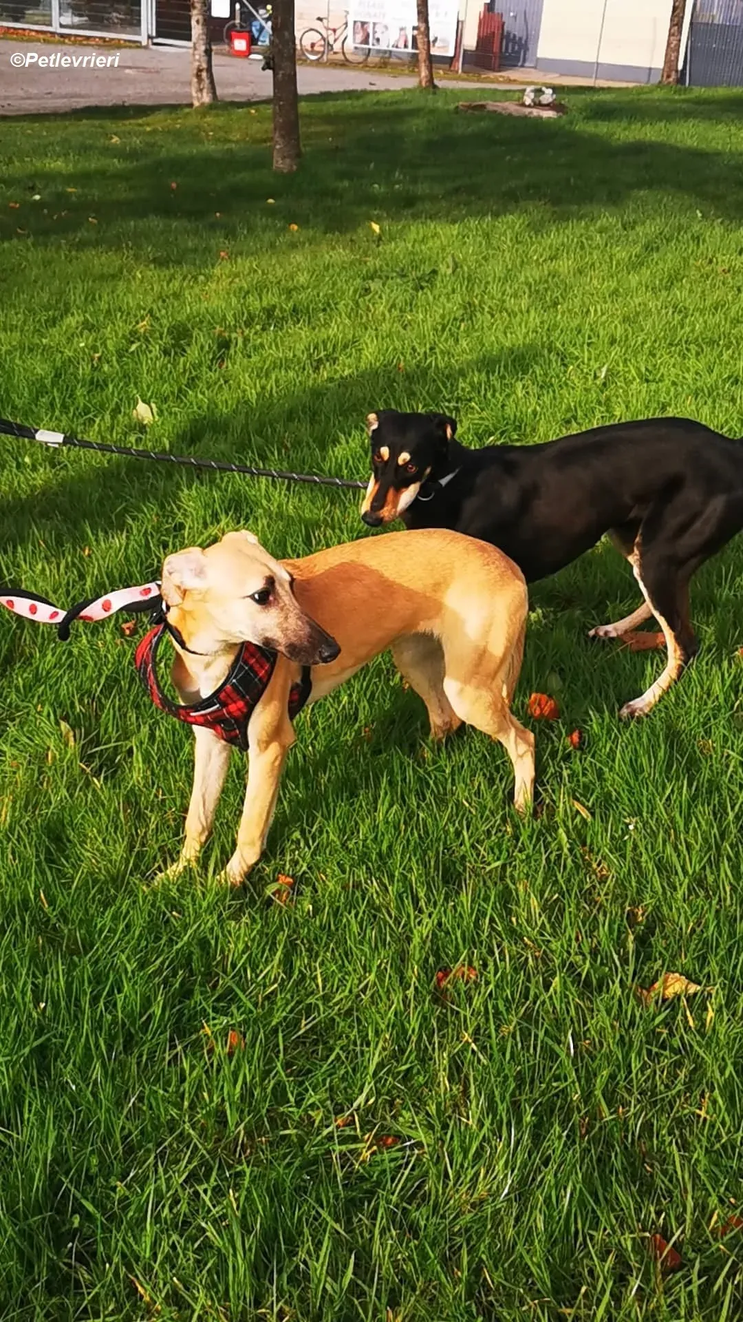 Melanie adozione levrieri greyhound 8