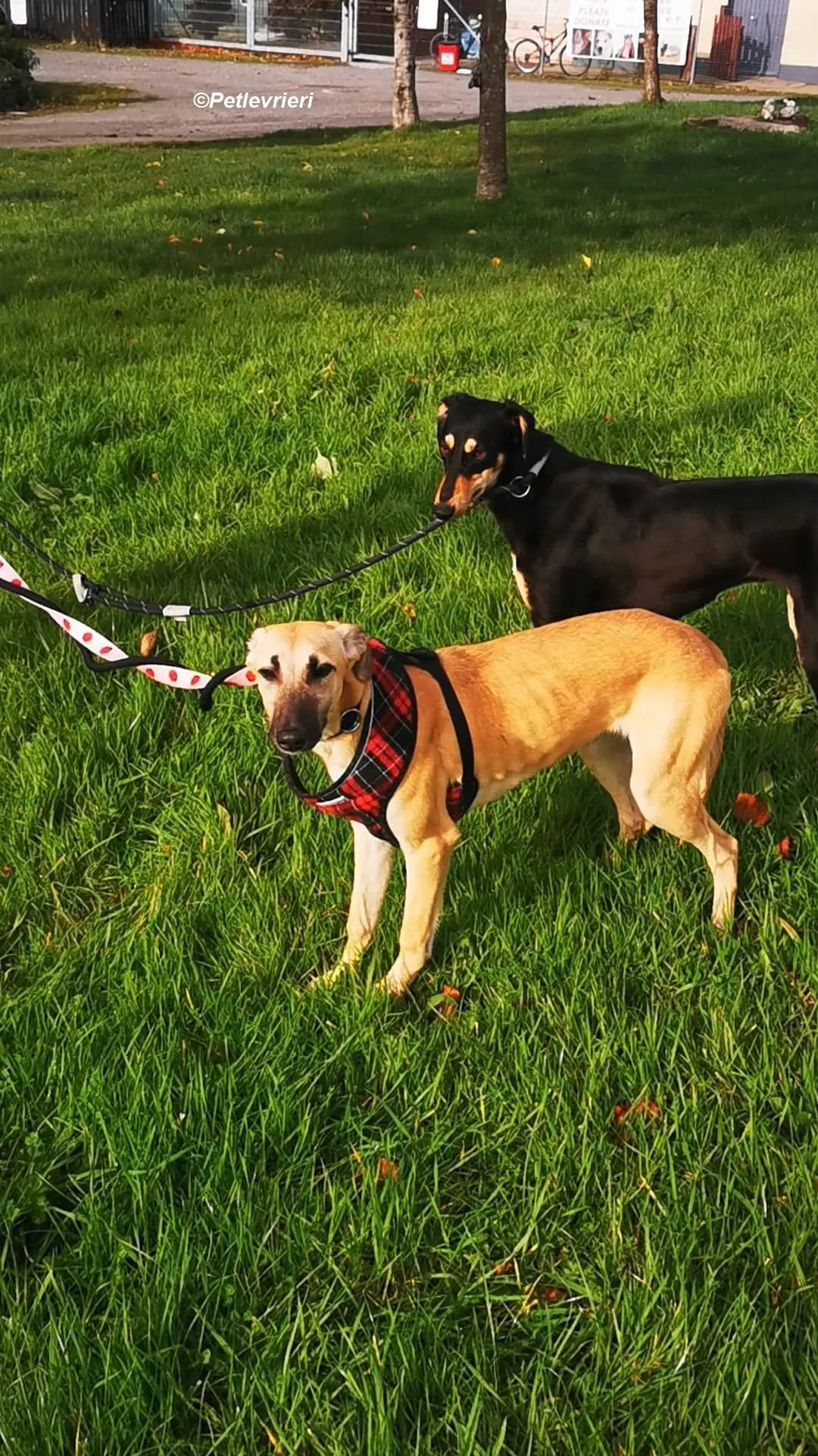 Melanie adozione levrieri greyhound 9