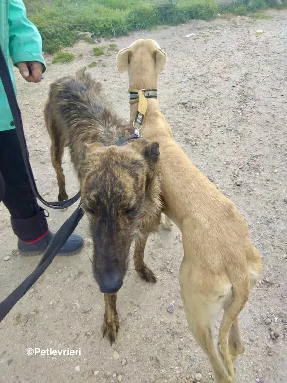 Melody adozione levrieri galgo 02
