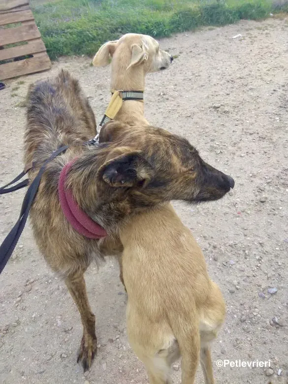 Melody adozione levrieri galgo 03