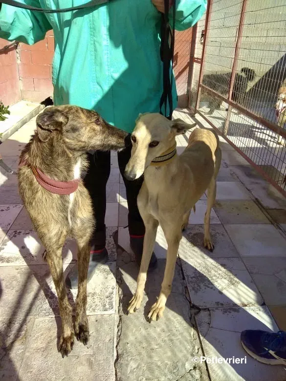 Melody adozione levrieri galgo 04