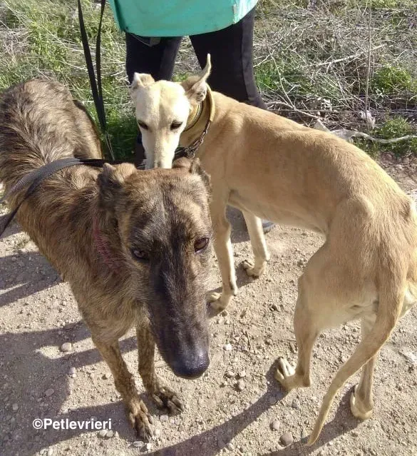 Melody adozione levrieri galgo 05
