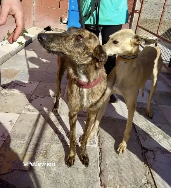 Melody adozione levrieri galgo 06