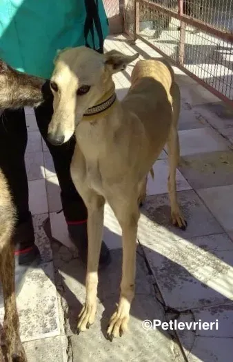 Melody adozione levrieri galgo 07